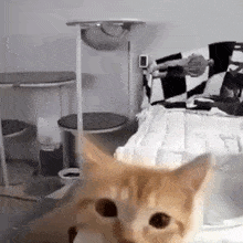 a cat is sitting on a bed in front of a cat tree and looking at the camera .