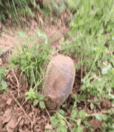 a turtle is walking through the grass in the woods