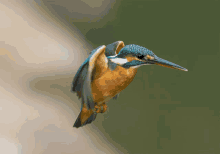 Kingfisher Levitate GIF - Kingfisher Levitate Bird GIFs