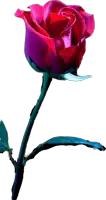 a single red rose with a blue stem and leaves on a white background