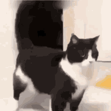 a black and white cat is standing in front of a door