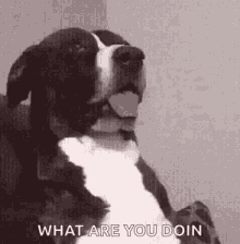 Dogs Funny Animals GIF - Dogs Funny Animals What Are You Doin GIFs