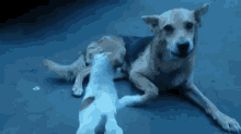 Play With Me GIF - Dogs Play Tolerance GIFs