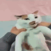 a white cat with a brown nose is being held by a person .