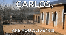 a picture of a giraffe with the caption " carlos are you alive !!! "