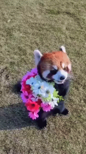 red-panda-flowers.gif