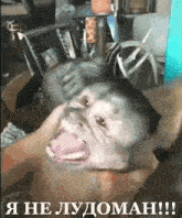 a monkey with its mouth open is being held by a person in front of a table