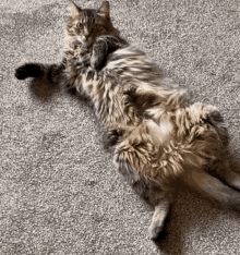a cat laying on its back on a carpet .