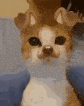 Cat Dog GIF - Cat Dog Snapchat GIFs
