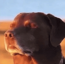 a close up of a dog 's face with its eyes closed and a blue sky in the background .