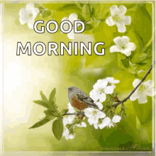 good morning birds flowers greetings