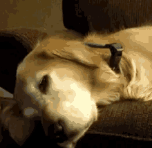 Dog Sleepytime GIF - Dog Sleepytime Sleeping GIFs