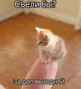 a small kitten is sitting on a person 's arm with a caption in a foreign language