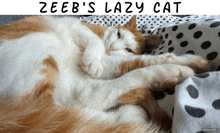 an orange and white cat laying on a bed with the caption " zeeb 's lazy cat " above it