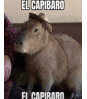 El Capibaro Capybara Sticker - El Capibaro Capybara Mexican Stickers