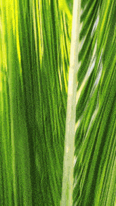 Palm Palm Tree GIF - Palm Palm Tree Bottle Palm GIFs