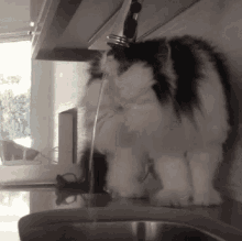 Funny Animals Cute GIF - Funny Animals Cute At GIFs