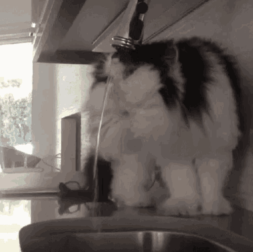 Animals Causing Trouble GIFs