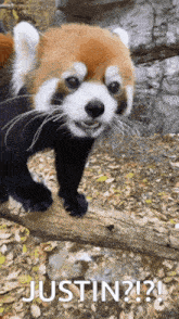 a red panda bear standing on a tree branch with the words justin written below it