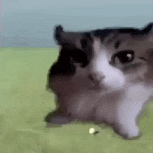 Cat Explode GIF