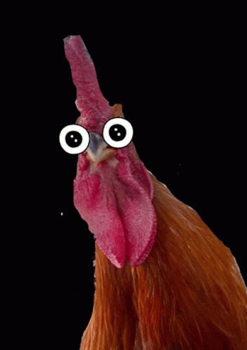 Funny Chicken GIFs | Tenor