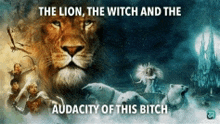 the lion the witch and the audacity of this bitch