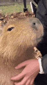 Capybara Smile Funny Bara GIF - Capybara Smile Funny Bara Capybara Funny GIFs