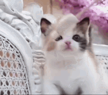 Kitten Cute Kitten GIF - Kitten Cute Kitten Cute - Discover ...