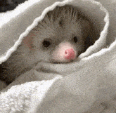Hedgehog Cute GIF