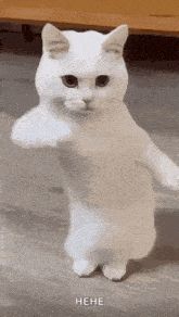 a white cat is standing on its hind legs and giving a thumbs up sign .