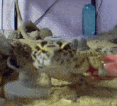 Minilla Gecko GIF - Minilla Gecko Lizard GIFs