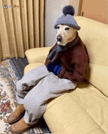 a dog sitting on a couch wearing a hat and scarf