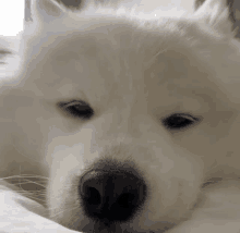 Maya Polarbear GIF - Maya Polarbear Dog GIFs