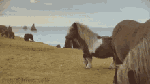 Nothing To See Here Horse GIF - Nothing To See Here Horse Grove GIFs