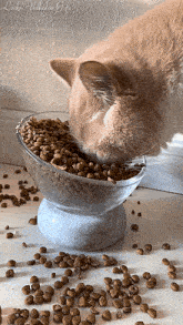 a cat is eating from a bowl of cat food on a table ..