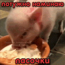 a pig is eating food from a bowl with a caption that says nacouku