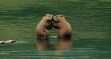 Beavers Passionate GIF - Beavers Passionate Making Out GIFs