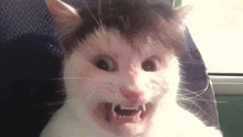 a black and white cat is making a funny face with its mouth open and fangs .