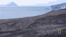A Waddle Of Penguins National Geographic GIF - A Waddle Of Penguins National Geographic Penguins GIFs