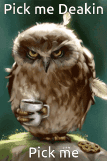 Pick Me Deakin Coffee Owl GIF - Pick Me Deakin Pick Me Coffee Owl GIFs