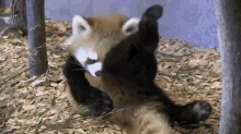 Rude GIF - Red Pandas Red Panda No Social Skills GIFs