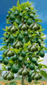 an avocado tree with lots of green fruits on it