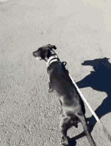 Strut Dog GIF - Strut Dog Walking GIFs