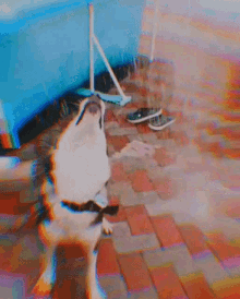 a husky dog is standing on a brick sidewalk with its tongue out
