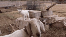 Goat Weed Em And Reap GIF - Goat Weed Em And Reap Cute GIFs