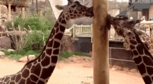 Bored Licking GIF - Bored Licking Giraffe GIFs