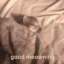 Good Meowning Cat GIF - Good Meowning Cat Eepy GIFs