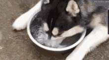 Dog Bubbles GIF - Dog Bubbles Water GIFs