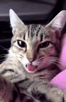 cat stoned tongue out cute bleh