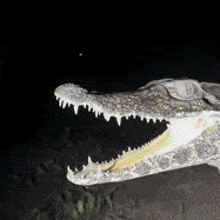 Crocodile Alligator GIF